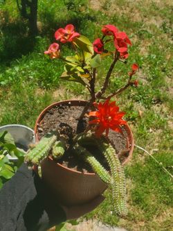 Rat Tail Cactus 🌵 An Coronas