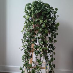 Large Jade Pothos