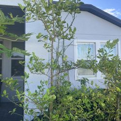 Fruit Trees/plants   Mango Papaya Avocado Lemon 