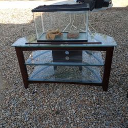 Lizard Tank 