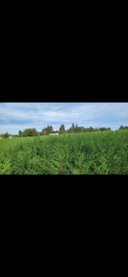 Leyland Cypress