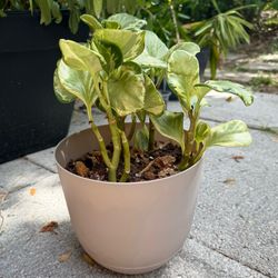 Mixed Lot of Outdoor Plants