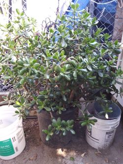 Planta grande