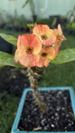 Crown of thorns /Corona de Cristo
