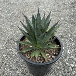 Agave Blue Glow