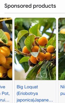 Níspero japanice fruit