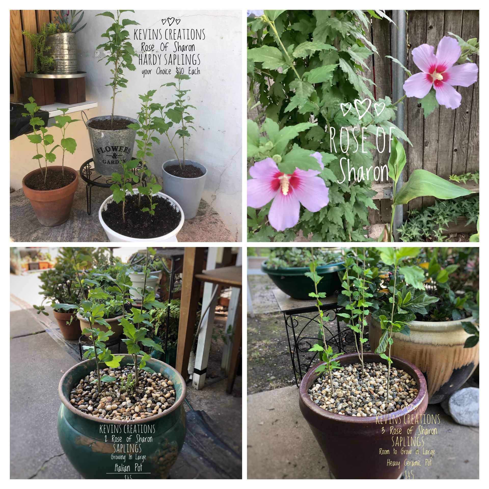 Kevin’s Creations From My Little “nursery “ Beautiful Rose Of Sharon Potted Saplings Small $10 Large Potted 45 Zelle Cash App And Cash Land Park 