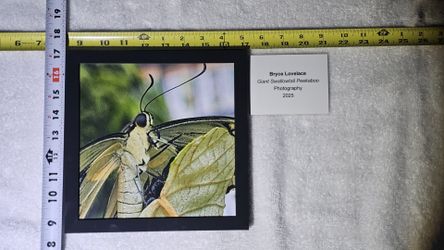 "Giant Swallowtail Peekaboo" Art