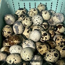 Quail Eggs For EATING 