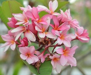 2.5ft Tall plumeria Flower Live Plant, Well Established