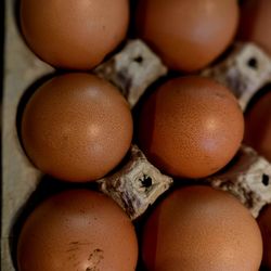 Fertile Hatching Eggs