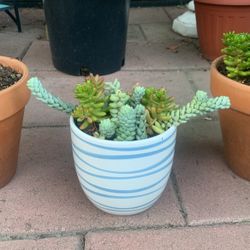 Succulent Variety Jelly Bean And Burro’s Tail In White And Blue Striped Ceramic Pot 
