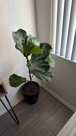 Plant fiddle-leaf