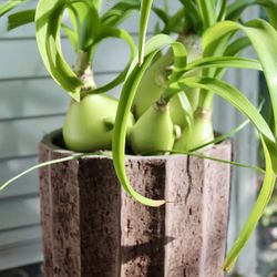 A Pot Of Pregnant Onion (Albuca bracteata)