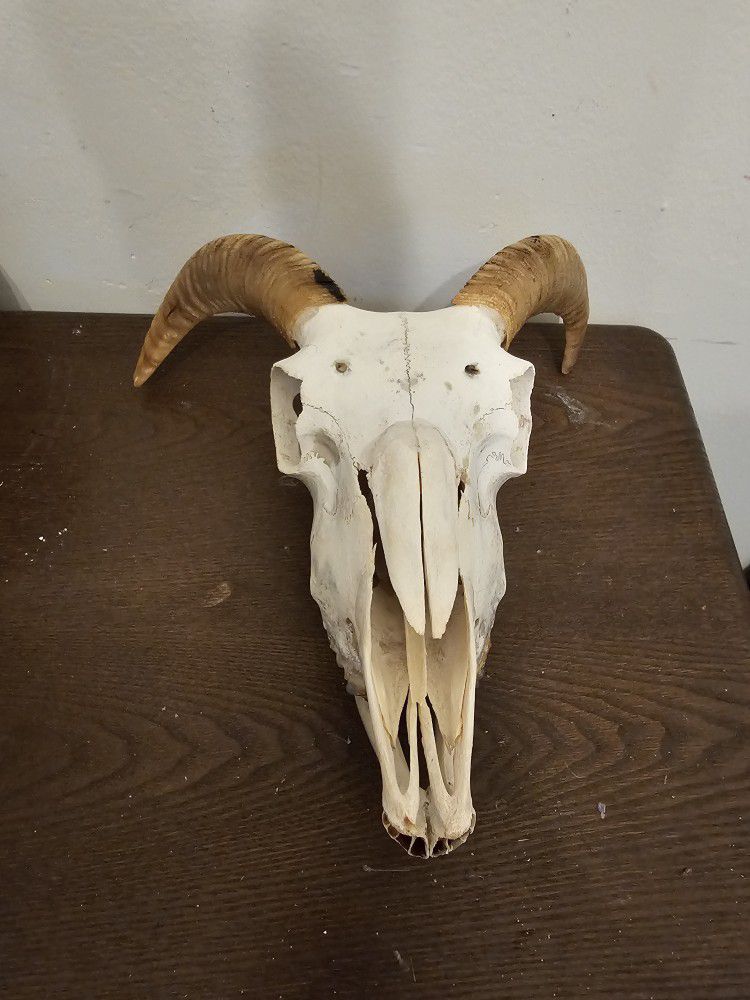 Goat Skull