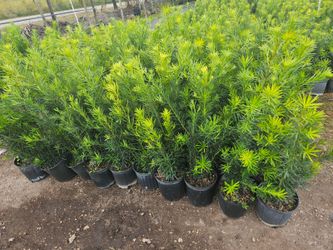 Podocarpus Instan Privacy Hedge