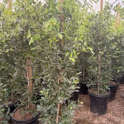 Ficus 15Gals Y 25 Gallon. $28 And  120