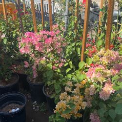 Bougainvillea