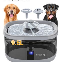 Dog Bowl