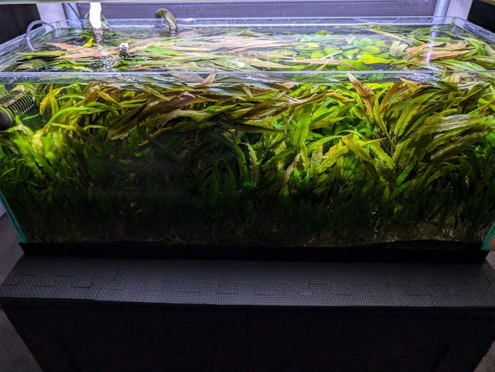 cryptocoryne wendtii Aquarium Plants