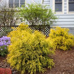 ‘Vintage Gold’ Cypress Dwarf Bushes —