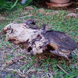 Natural Local Driftwood
