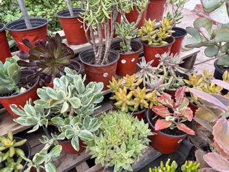 Variety of Succulents Plants