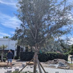 Live Oak Trees Available All Sizes Gree Bottom Wood Japanese Firn Trees Japanese Blueberry  Silver Bottom Wood 