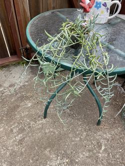 String Of Pearls Plant Pot
