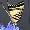 Junebug