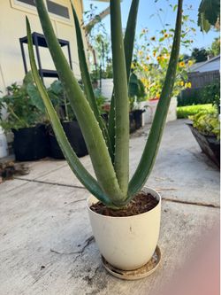 Large Aloe Vera Plant