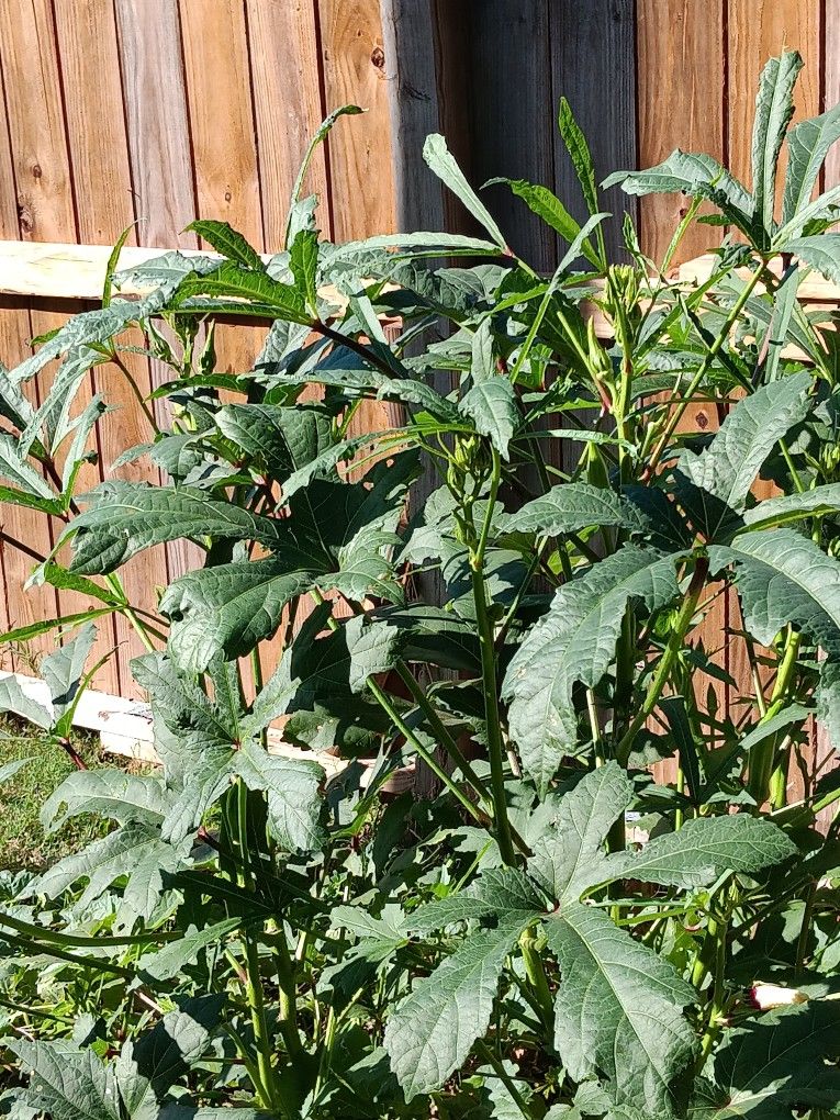 Garden Fresh OKRA!