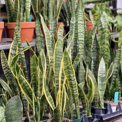 Snake Plants Several Variegations 