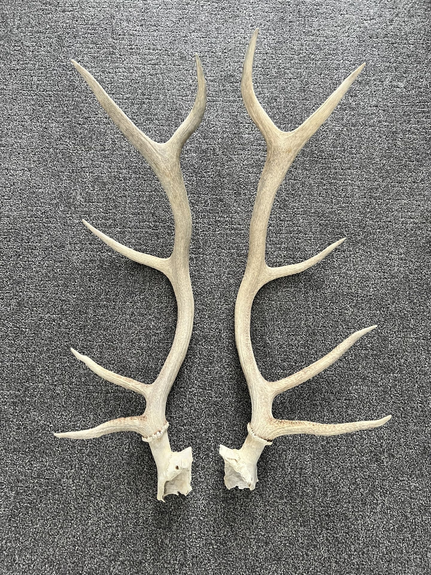 Elk Antlers 