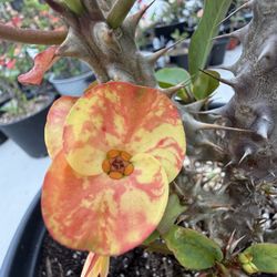 Corona De Cristo, Tierra De Los Sueños