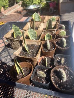 Mini Plant Cuttings $2