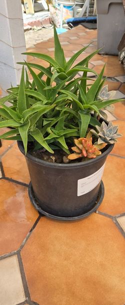 Succulent  arrangement