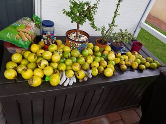 BRAZILIAN PASSION FRUIT, MARACUYA