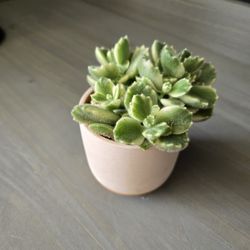 Variegated Bear Paws In 2inch Planter 