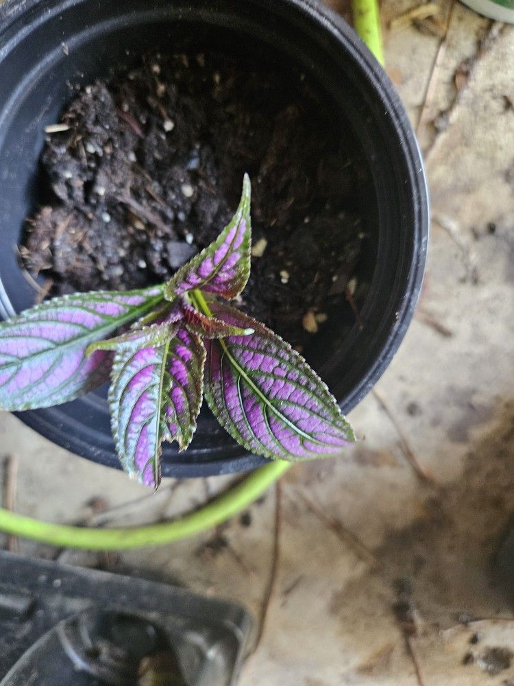 Various Plant Starts