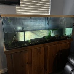 100 Gallon Fish Tank & Stand