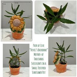 Pair of Live “Devil’s Backbone” Mother-of Thousands Succulents in a Small Textured Sunflower Pot