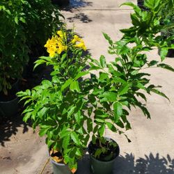 Plants 1gallon Esperanza Yellow 3ft Tall