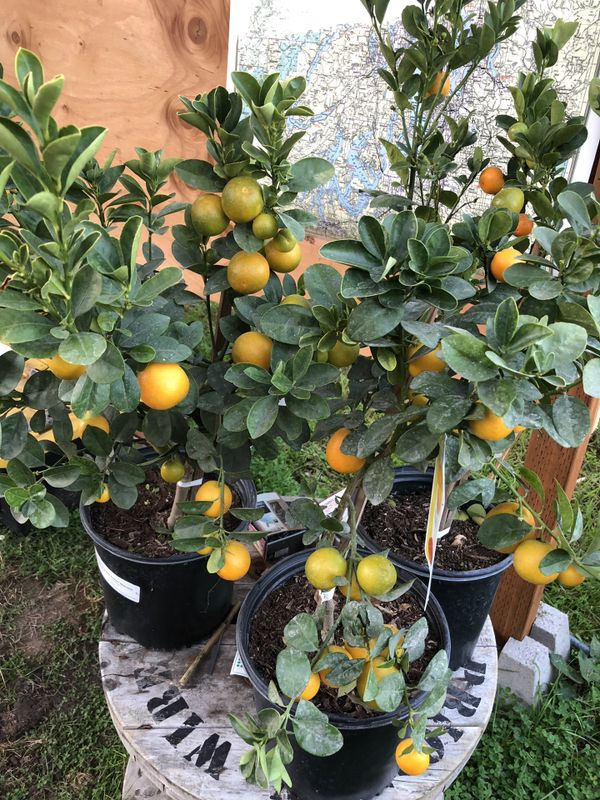 Marumi Kumquats with tons of fruit!!! for Sale in Des Moines, WA OfferUp
