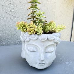 Succulents In pot 