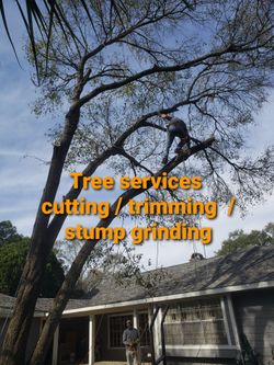 Tree Specialist 