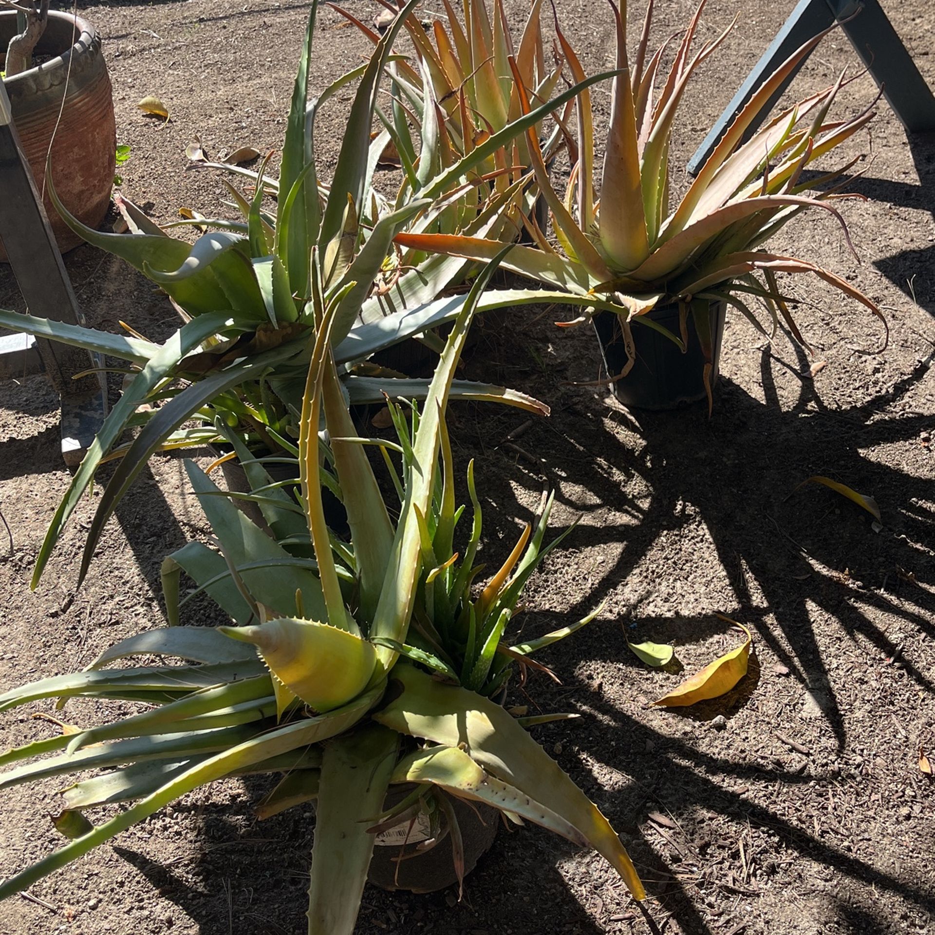 Large Aloe Vera Plants