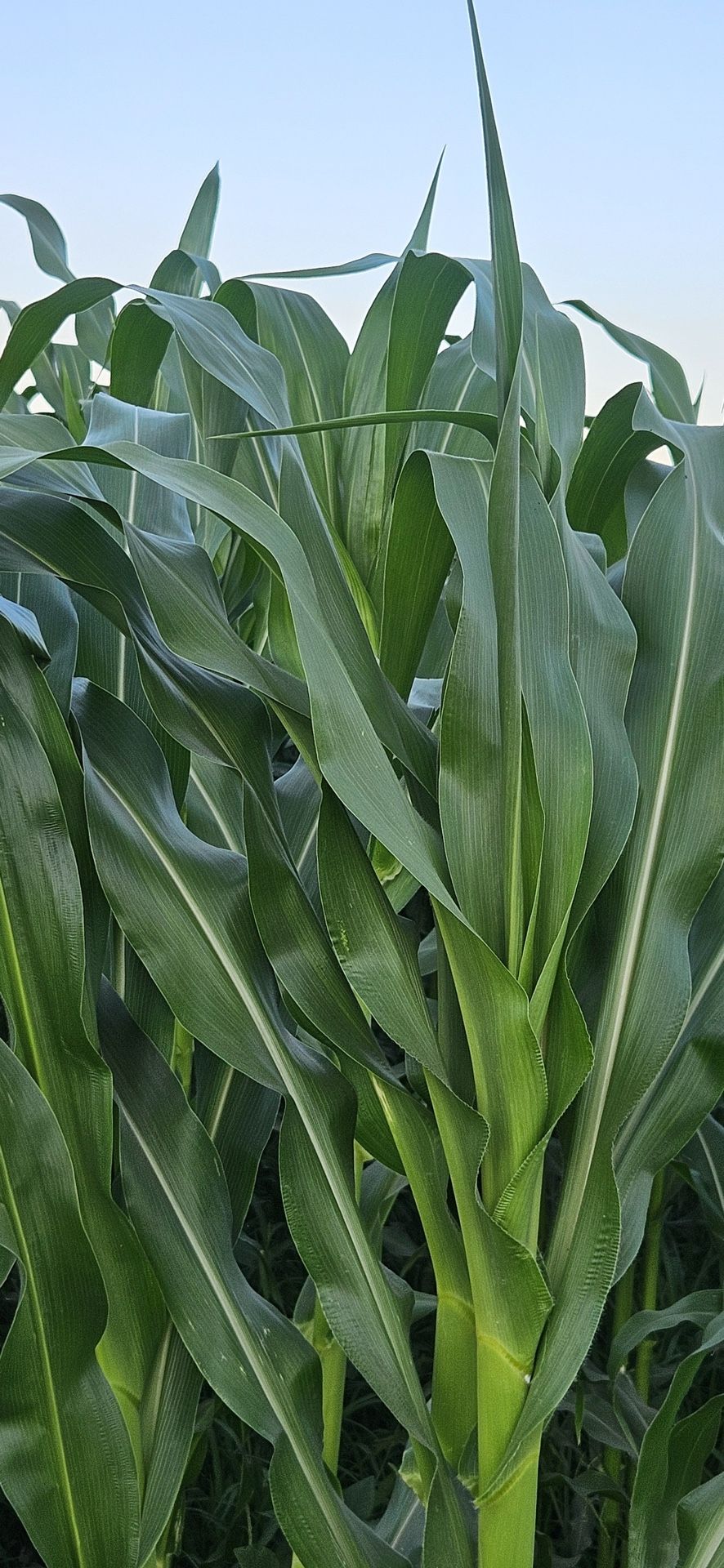 Tengo A La Venta Hojas De Milpa $3 La Docena