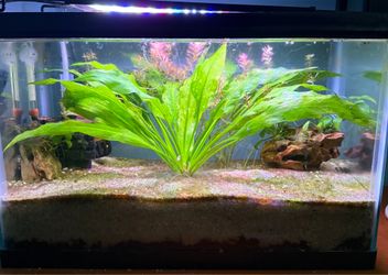 Aquarium/accessories