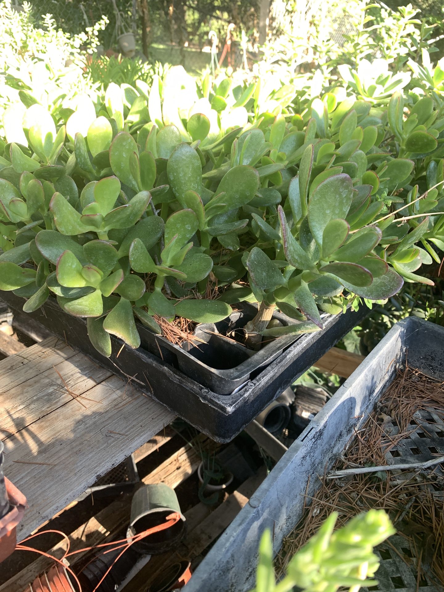 Jade Plant Hedge Plant 4in Pot